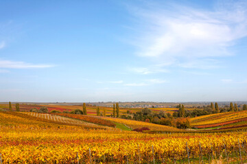 Herbst in der Südpfalz