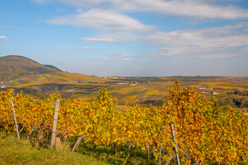 Blick in die Rheinebene, Birkweiler