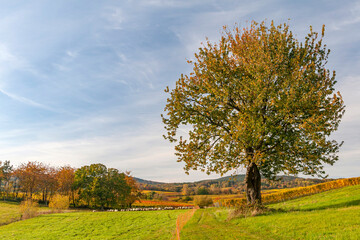 Herbst in der Südpfalz