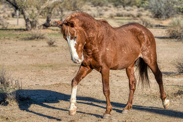 Salt River Wild Horses