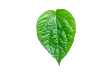 Betel leaf isolated on white background with clipping path