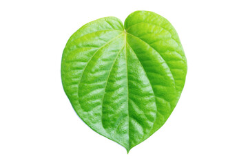 Betel leaf isolated on white background with clipping path