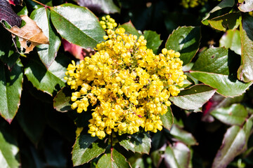 Berberis aquifolium pursh with yellow flowers. Mahonia aquifolium, the Oregon grape or holly-leaved...