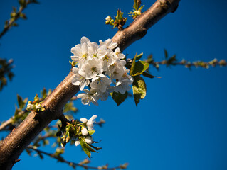 Frühlings Blüten weiß