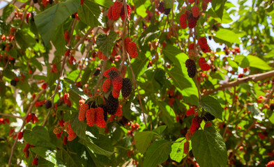 Mulberry tree and ripe - unripe mulberries