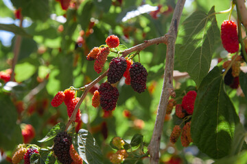 The fruit of black mulberry - mulberry tree.