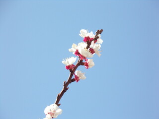 White apricot flowers in the sky