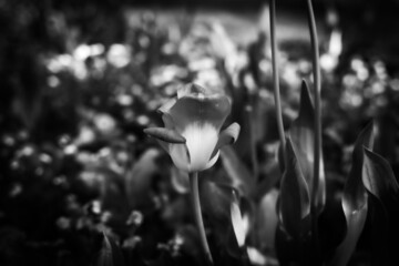 flower in the garden