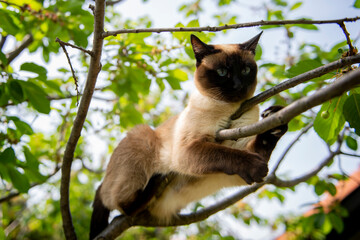 Siamese cat climbing on the tree