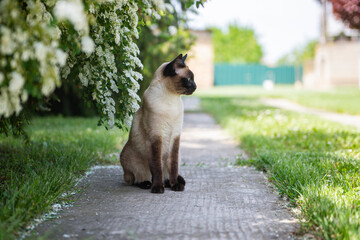 Cute siamese cat sitting in a sunny garden