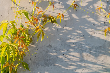 Close-up of virginia creeper on a sunny day