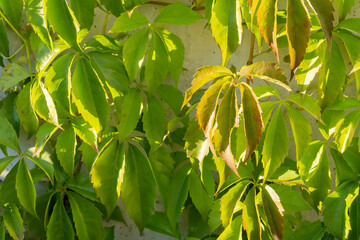 Close-up of virginia creeper on a sunny day