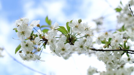 Kwitnące kwiaty wiśni na tle błękitnego nieba.
Blooming cherry blossoms against the blue sky.