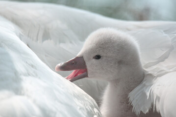 Bébé cygne tuberculé (Cygnus olor) venant de naitre - Bas Rhin -France