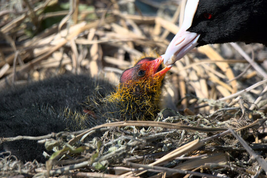 Foulque macroule (Fulica atra) nourrissant ses oisillons de quelques jours  dans leur nid - Bas Rhin - France