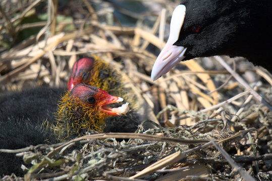 Foulque macroule (Fulica atra) nourrissant ses oisillons de quelques jours  dans leur nid - Bas Rhin - France