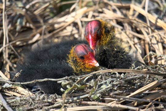 Oisillons foulques macroules (Fulica atra) de quelques jours  dans leur nid - Bas Rhin - France