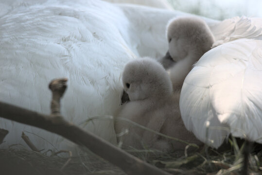 B&eacute;b&eacute;s cygnes tubercul&eacute;s (Cygnus olor) &acirc;g&eacute;s de quelques jours dans l'aile de leur parent - Bas Rhin -France