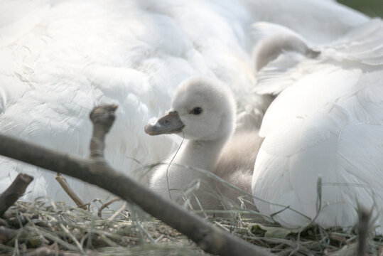 B&eacute;b&eacute;s cygnes tubercul&eacute;s (Cygnus olor) &acirc;g&eacute;s de quelques jours - Bas Rhin -France