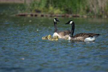 Bernache du Canada (Branta canadensis) en présence de ses oisons âgés de quelques jours - Bas Rhin - France