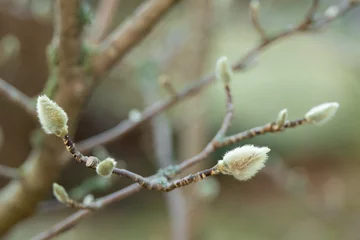 Fototapeten fluffy buds of magnolia tree close-up with blurred background © Melerina