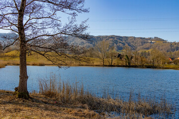 Obraz premium forest lake landscape with a tree in the foreground early spring