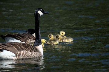 Bernache du Canada (Branta canadensis) en présence de ses oisons âgés de quelques jours - Bas Rhin - France