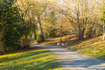 the landscape of a forest path in the autumn forest on a sunny day