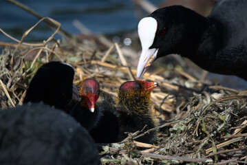 Foulques macroules (Fulica atra) nourrissant leurs oisillons de quelques jours  dans leur nid - Bas Rhin - France