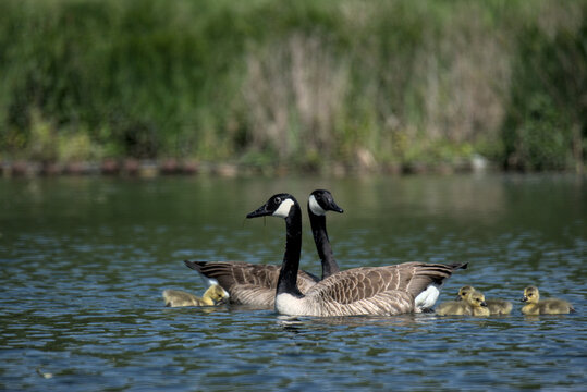 Bernache du Canada (Branta canadensis) en pr&eacute;sence de ses oisons &acirc;g&eacute;s de quelques jours - Bas Rhin - France
