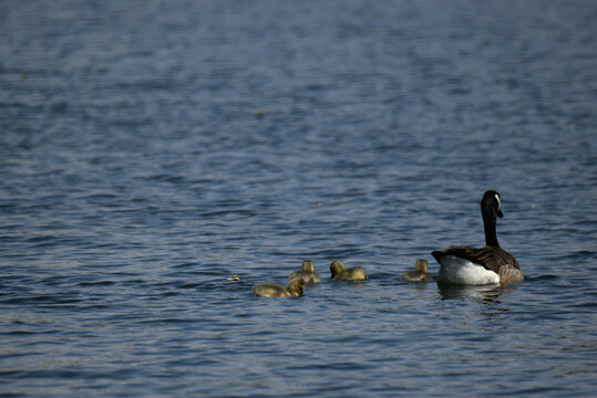 Bernache du Canada (Branta canadensis) en pr&eacute;sence de ses oisons &acirc;g&eacute;s de quelques jours - Bas Rhin - France
