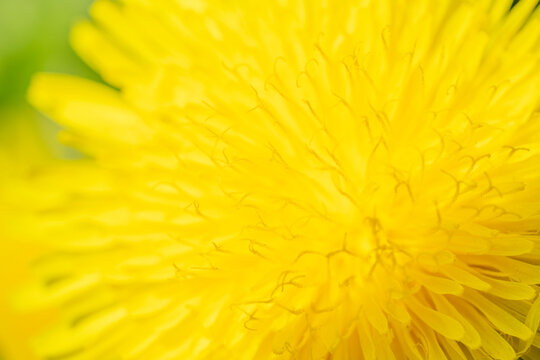 Yellow dandelion bud petals macro shooting, close-up. 