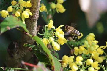 Detail of a bee collecting pollen. A small bee pollinates yellow flowers. Pollinating insects.