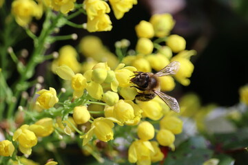 Pollinating insects. A small bee pollinates yellow flowers. Detail of a honey bee collecting pollen.
