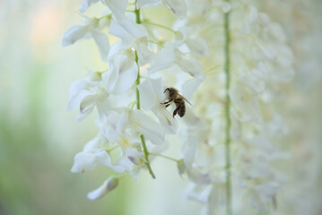 Abeille qui butine sur glycine en fleur