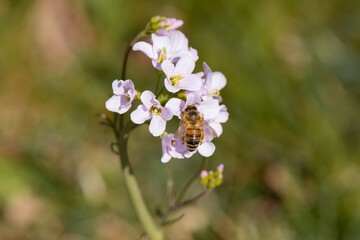 a bee collects nectar on a flower close up