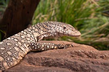 black and white spotted tropical monitor lizard