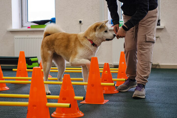 Akita Inu is engaged in fitness to restore joint mobility after an injury. Veterinary clinic with...