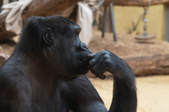 black gorilla portrait close up in profile, thoughtful