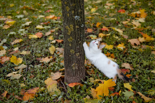 cute cat kitten walks on yellow autumn maple leaves. High quality photo