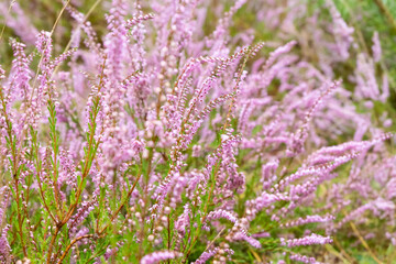 Close-up of blooming heather on the autumn day
