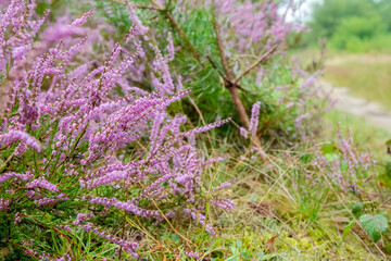 Heather blooming in the woods