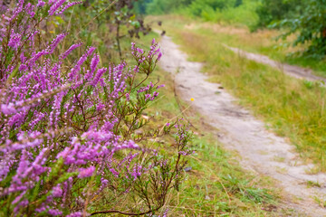 Heather blooming near the pathway in the woods