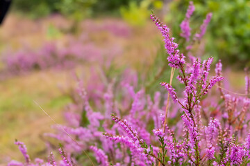 Blooming heather field in Poland