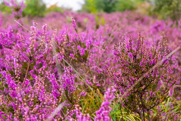 Blooming heather field in Poland
