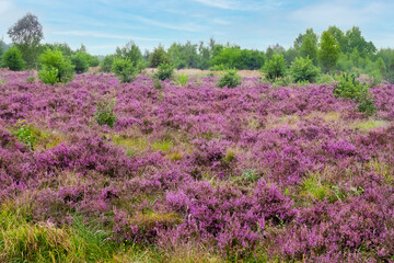 Blooming heather field in Poland