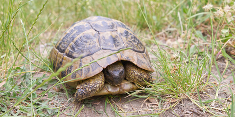 Meteora monastery courtyard, Greece. Mountains, flowers and beautiful views. close up