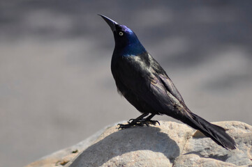 blackbird posing