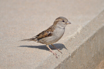 sparrow on the step