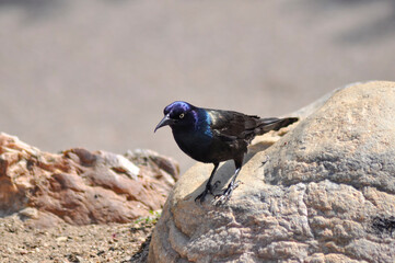 blackbird on rock